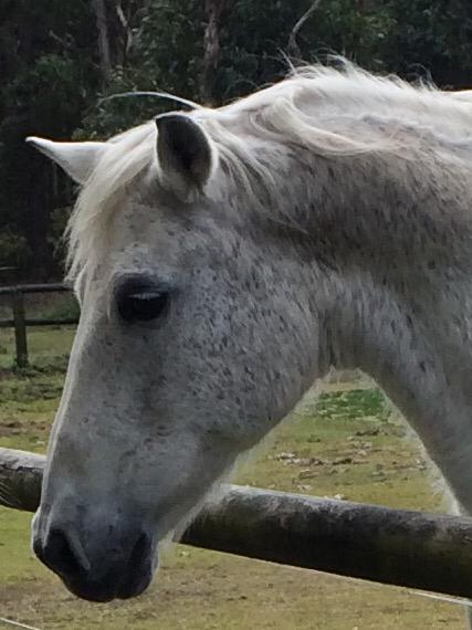 Leith Ryan's horse Chica